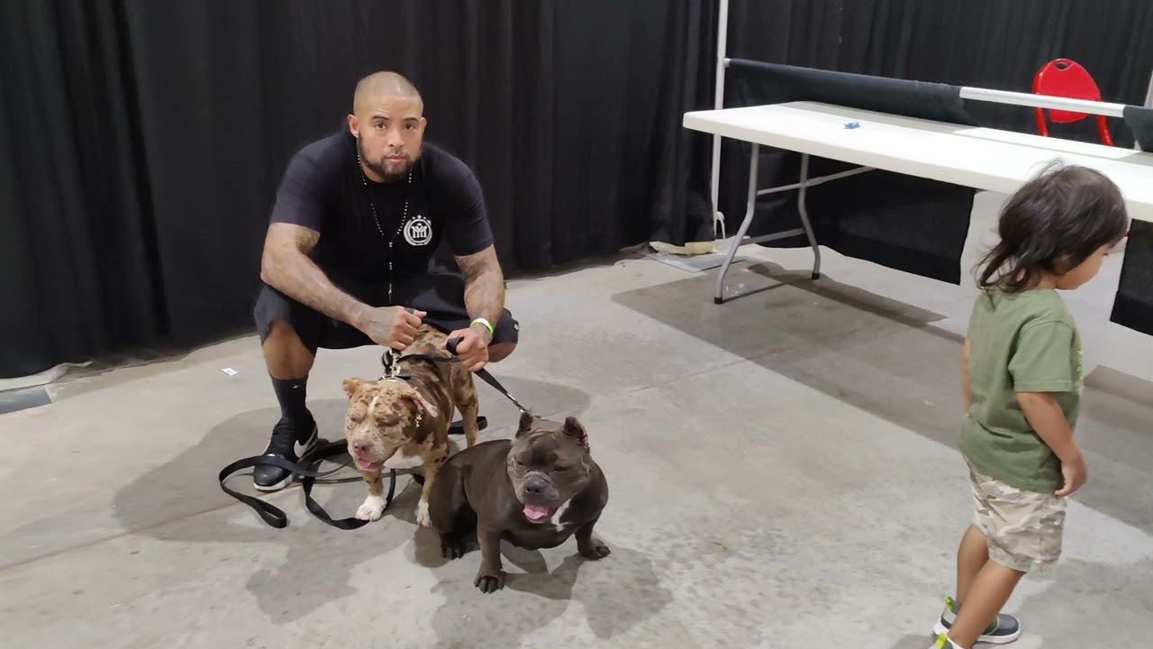 New American Pocket bully Producer 1st time at a Bully Dog Show #amercianbully #pocketbully