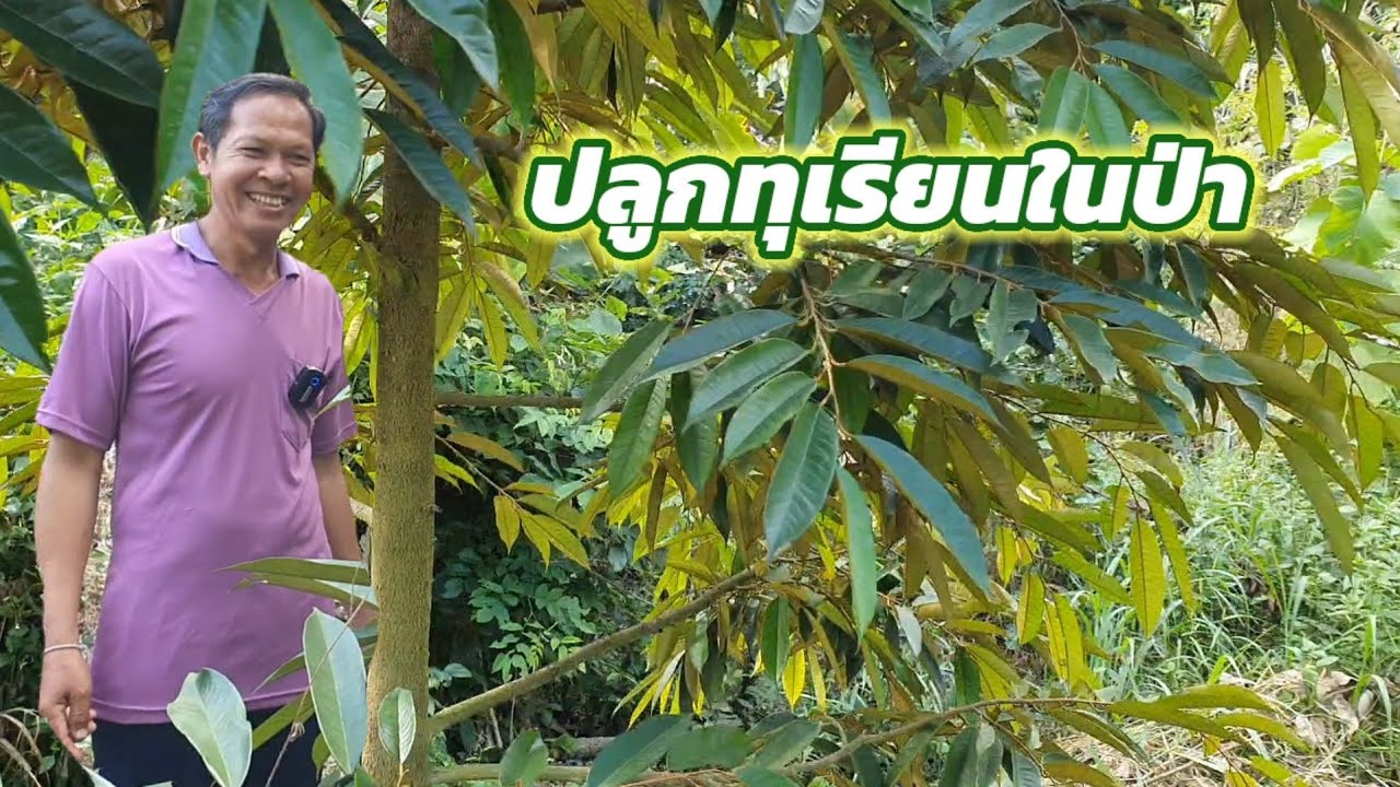 ปลูกทุเรียนในป่า 50 ต้น 3 ปี ใช้ไม้ป่าพรางแสง ใบเขียว ต้นสมบูรณ์