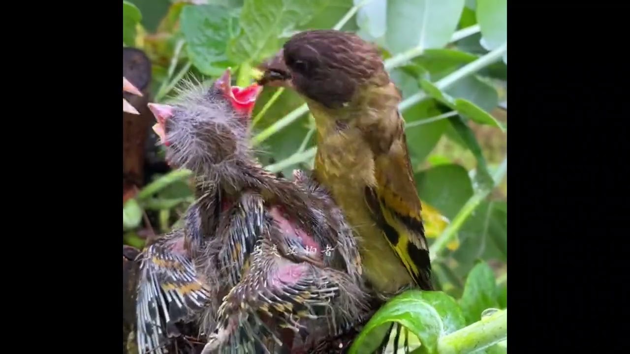 Bird Feeding Their Young Babies - Mother feeding Babies