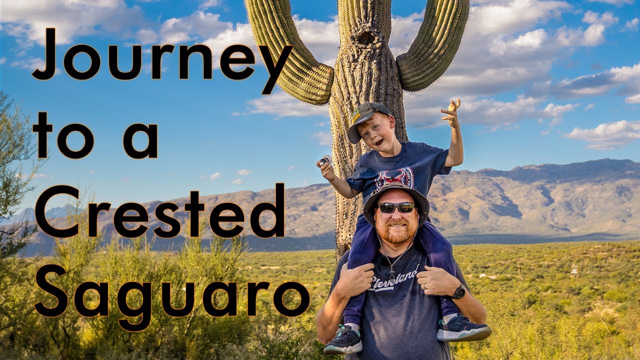 Journey to a crested saguaro cactus