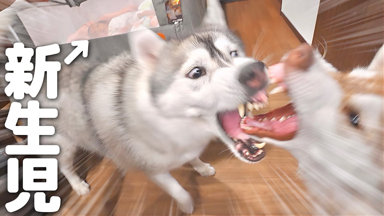 大喧嘩中でも背後の赤ちゃんに気づくと瞬時に冷静さを取り戻す愛犬が凄過ぎました...