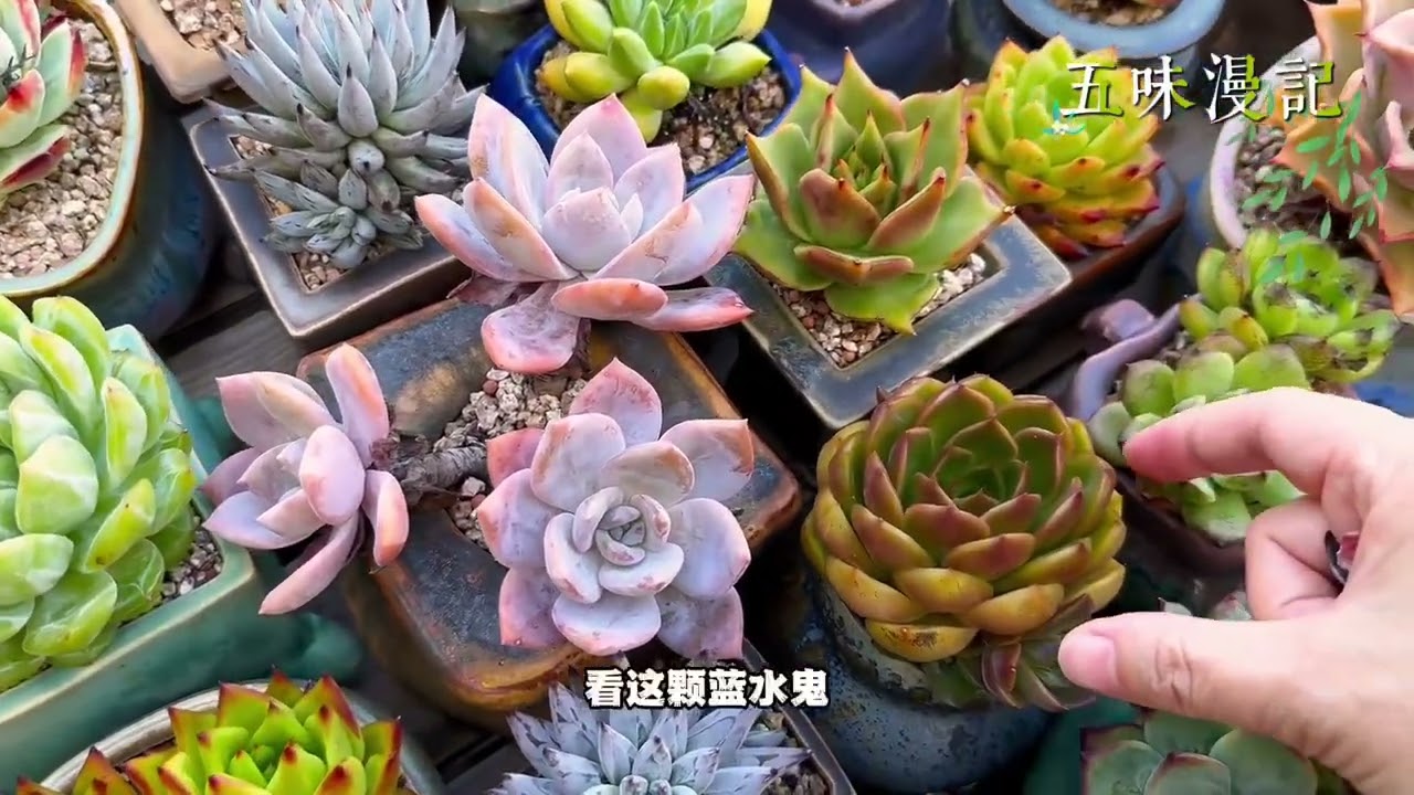 终于雨止风歇，天高云淡了，检查一遍多肉还好，蜡牡丹焦黑了好多…｜多肉植物