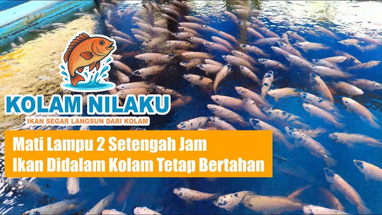 Mati Lampu Dua Setengah Jam Tapi Ikan di Kolam RAS Masih Bertahan
