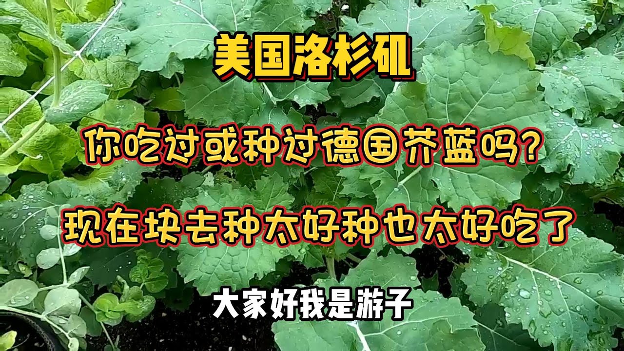 （德国芥蓝）今天采收了，看看我是怎么种怎么吃的，如果你还没种赶紧去买籽种下，我把买籽的链接放下面 - 【lisavlog 游子记】