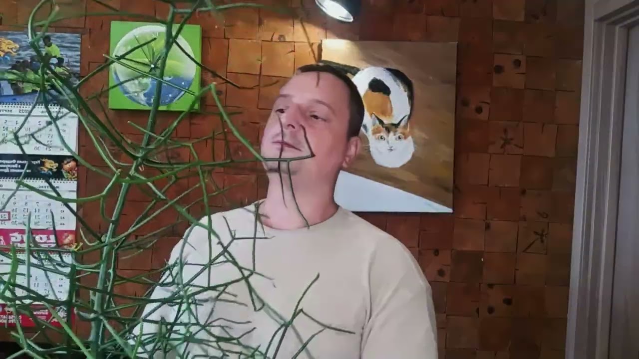Молочай Тирукалли. 