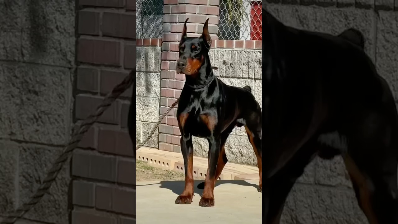 Venom the Doberman