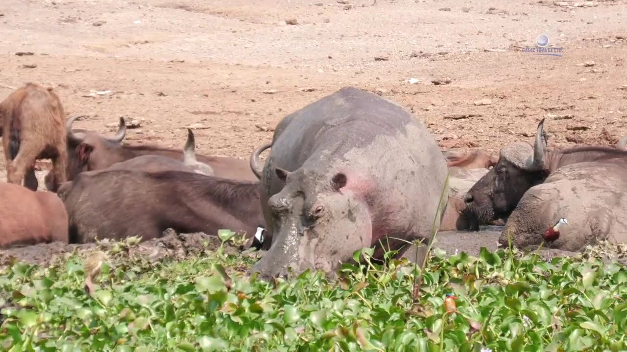 Dagiz Travel - Kofahl Reisen Group Safari 2025 (UGANDA)