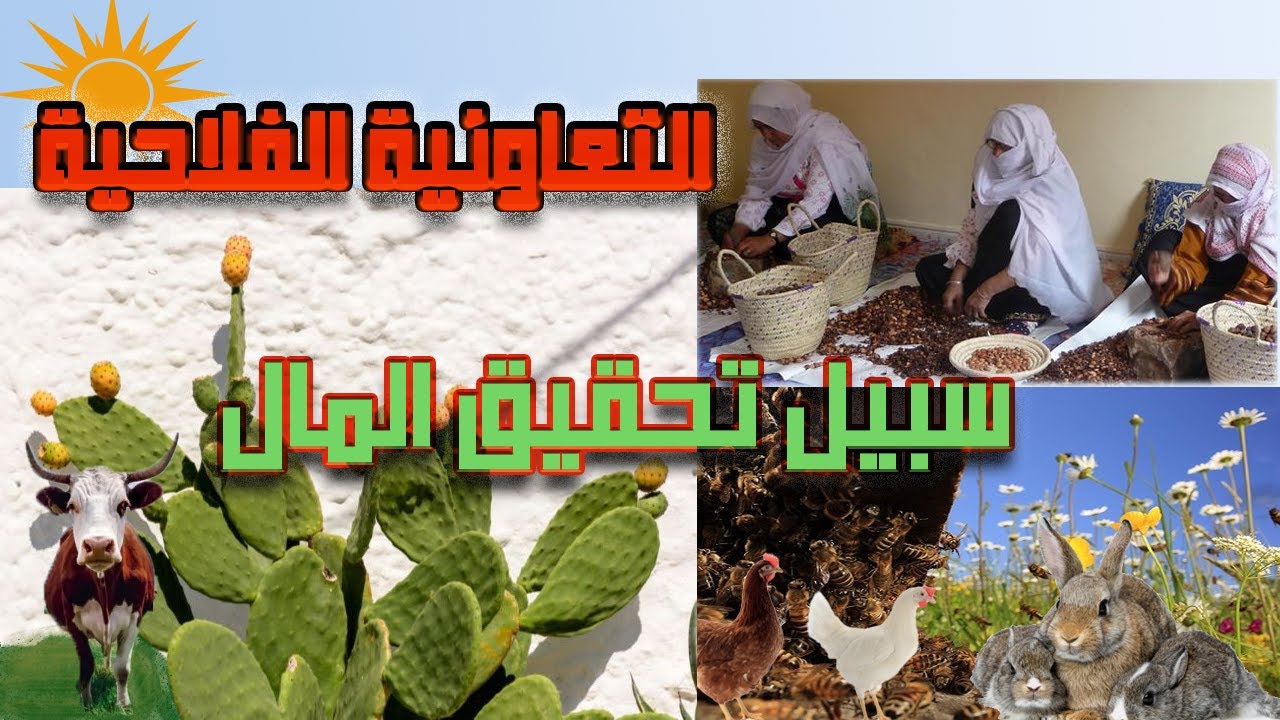 كيفية تأسيس التعاونيات الفلاحية و المنتجات مربحة للاستثمار 2024