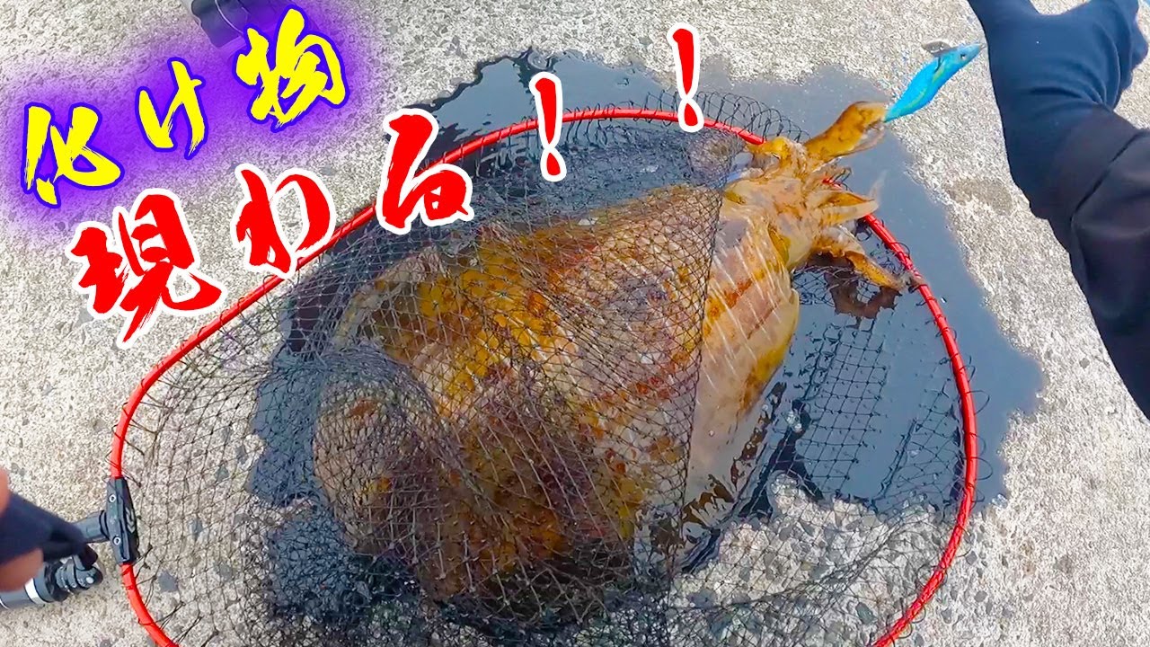 【離島生活#11】こんなサイズのアオリイカ見た事ない・・・