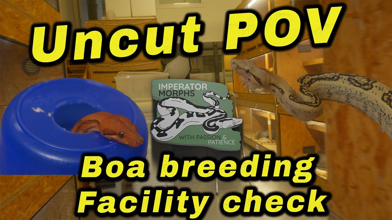 Uncut POV | Boa breeding facility check and some beautiful Boa morphs