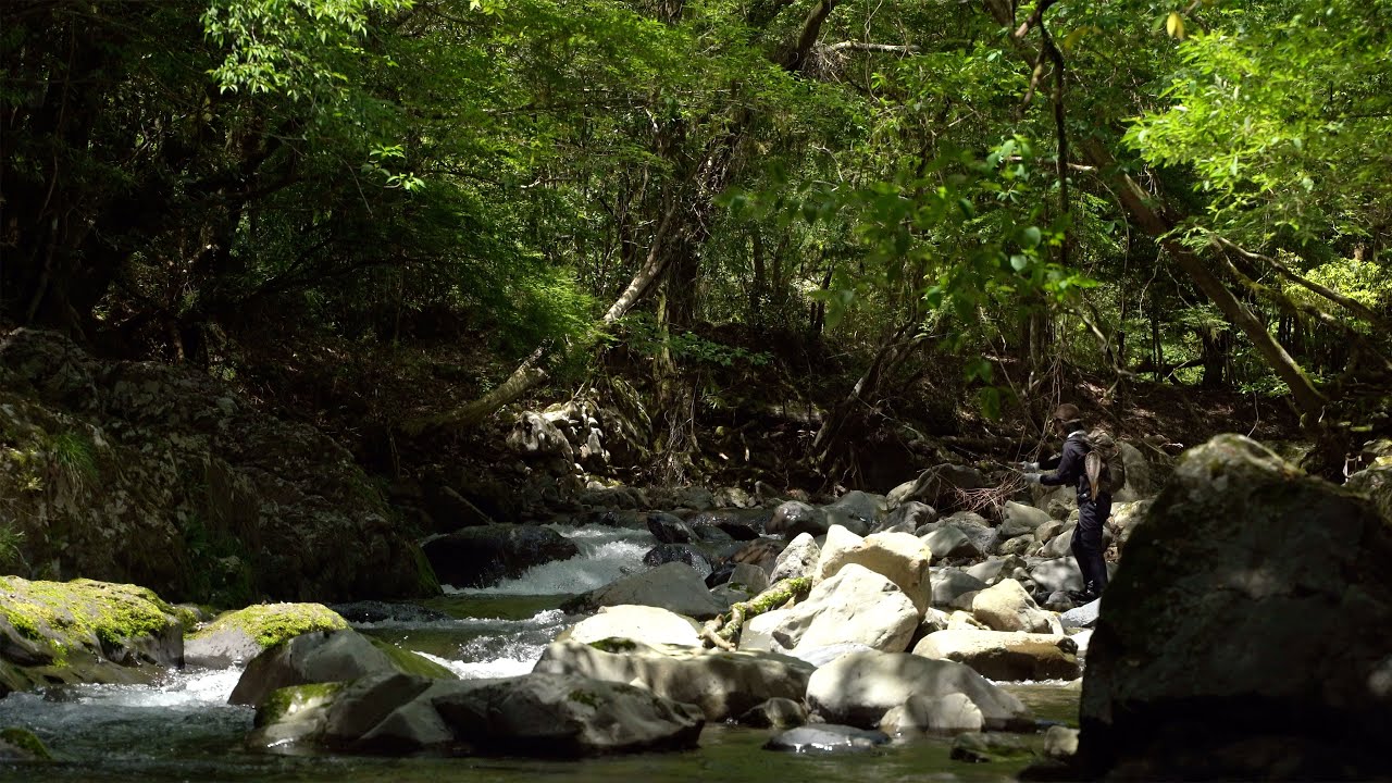 Trout Fishing in Small Stream,  May 2023 -Miyazaki Kyushu-