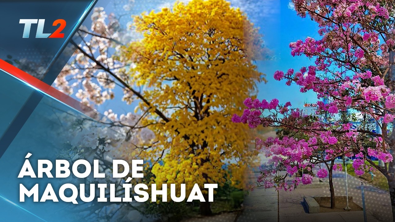 Floración Árbol de Maquilíshuat | Teledos | El Salvador