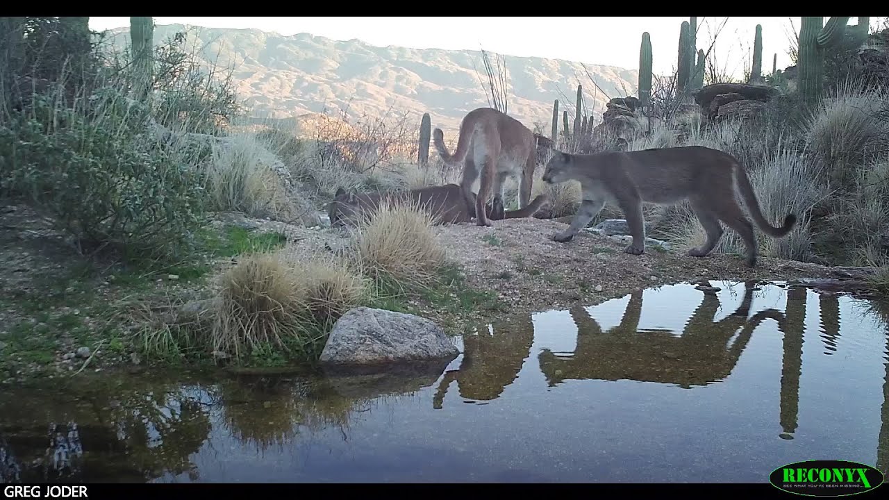 Four Mountain Lions