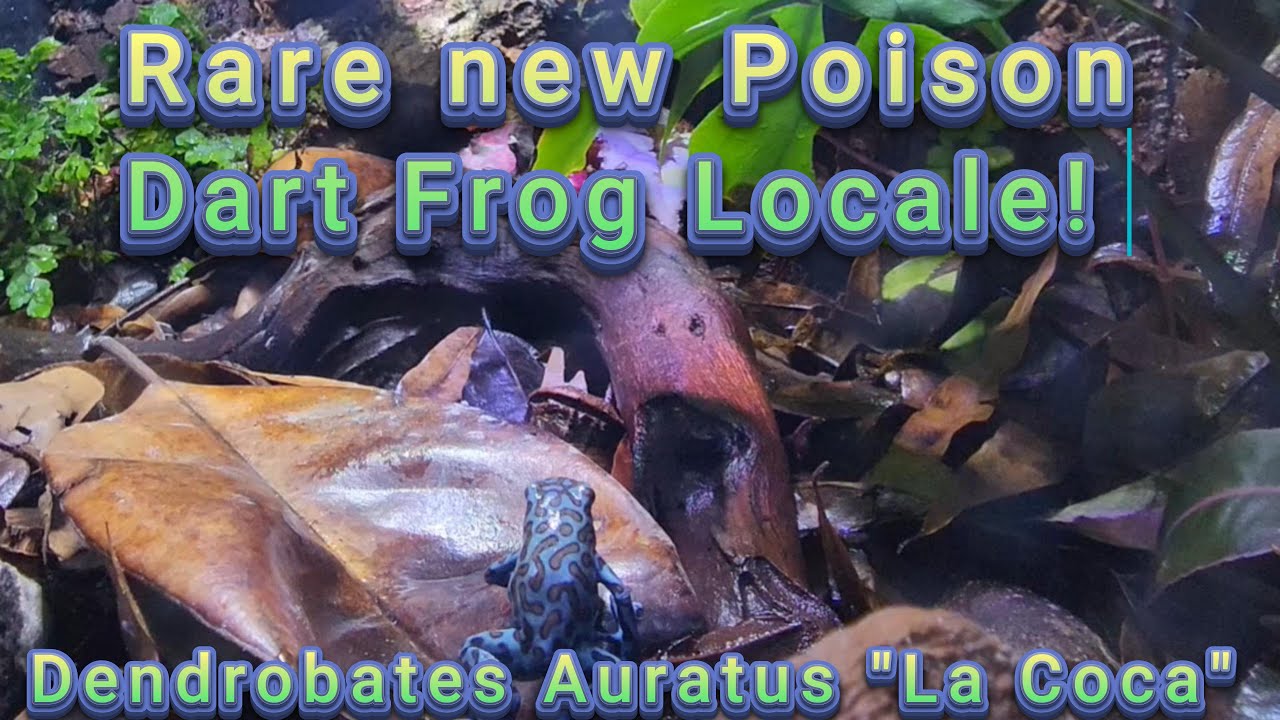 Creating a custom vivarium for a rare new dart frog local from Panama!