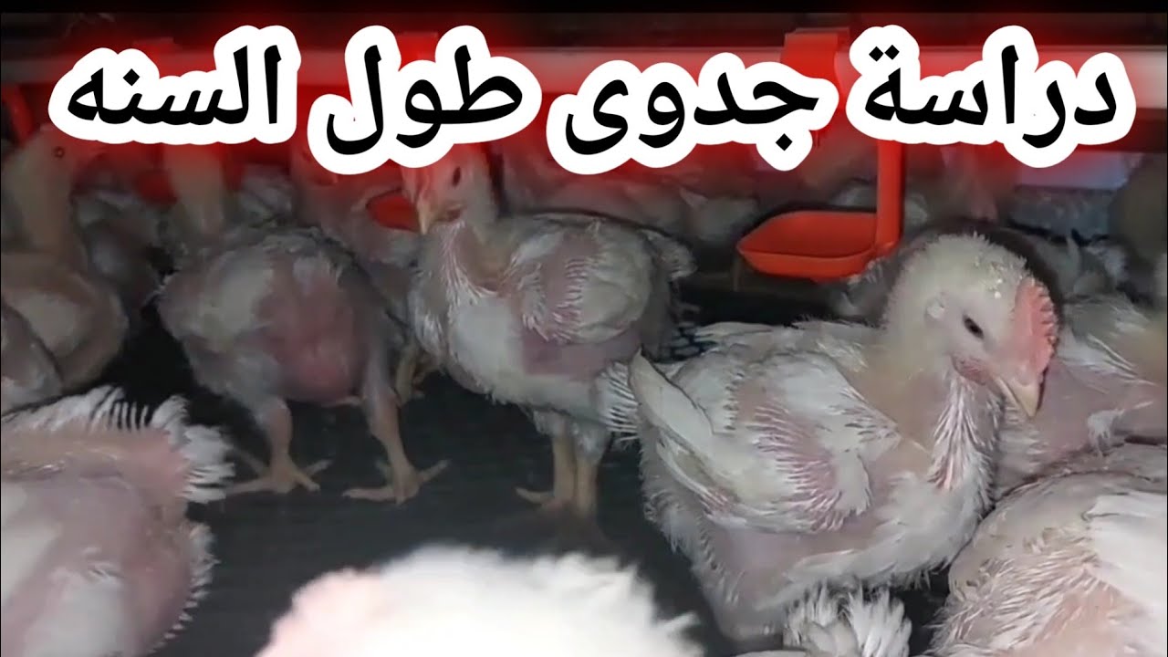 دراسة جدوى ١٠٠ كتكوت ابيض تسمين #تربية_الدواجن #مشروع_مربح #chicken