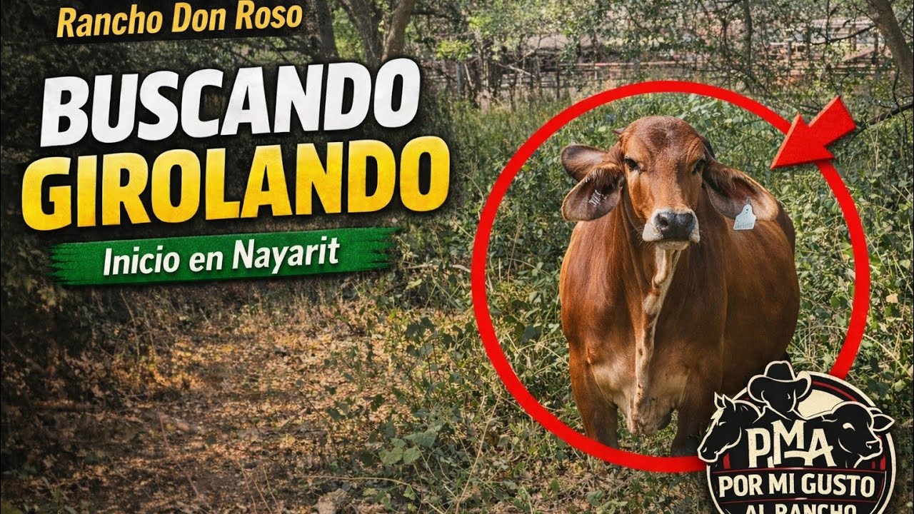 BUSCANDO GYROLANDO. RANCHO 