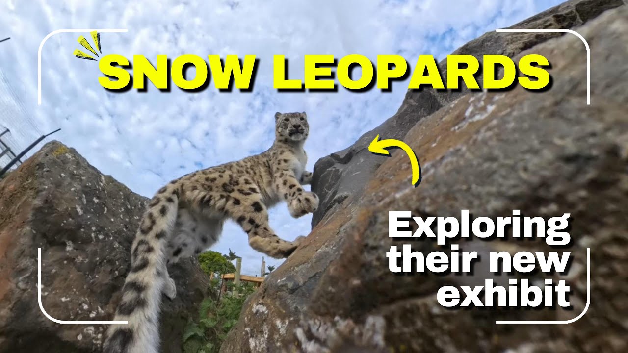Preparation | Snow Leopards explore new Exhibit
