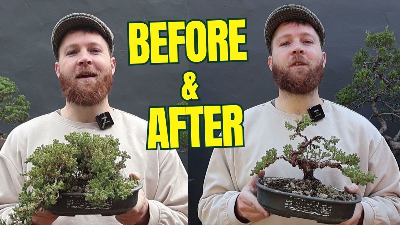 How to Style a Juniper Procumbens Nana