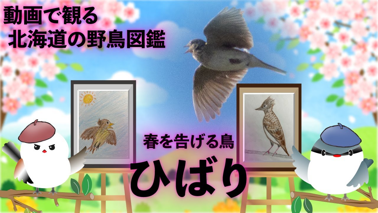 動画で観る「北海道の野鳥図鑑　ひばり」