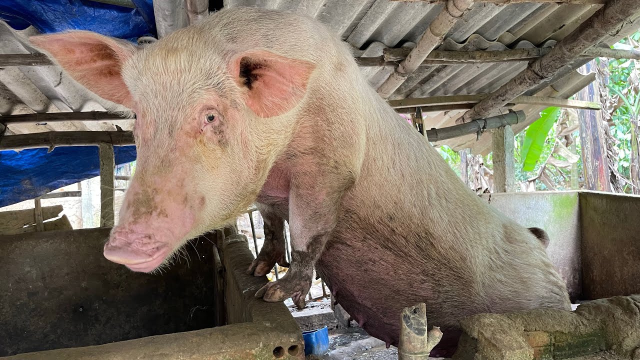 Awesome mother pigs---General cleaning of the cage for dear pigs.