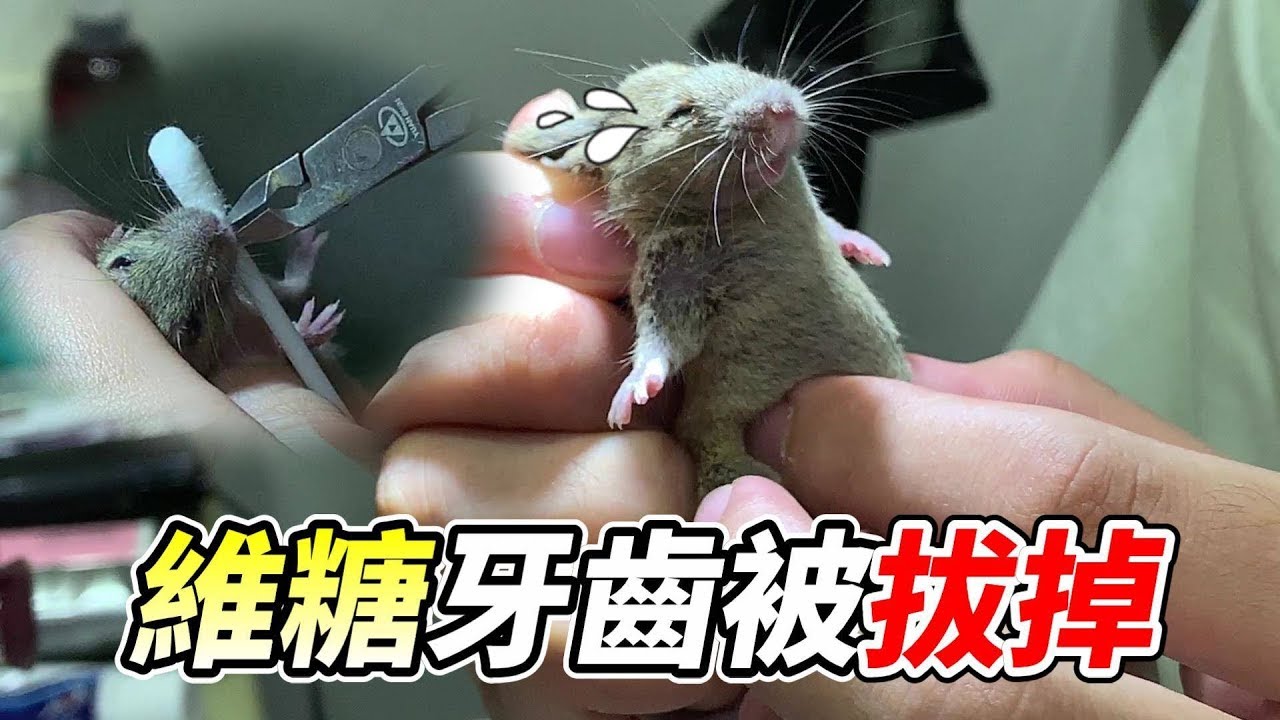 【維鼠日記】維糖牙齒被拔掉 越來越嚴重了...【維特】#54