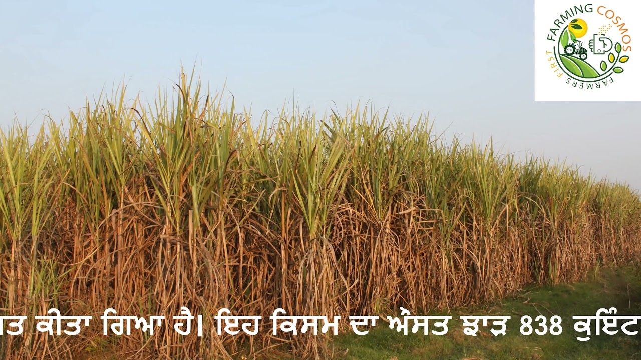 गन्ने की किस्म सीओएच 160 हरियाणा में बुवाई के लिए अधिसूचित