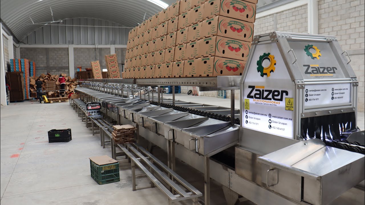 Clasificadora de Tomate Saladette - Empacadora Sanza - Tulancingo Hidalgo México - zaizer uruapan