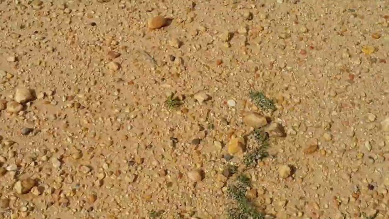 أكاسيد الذهب 