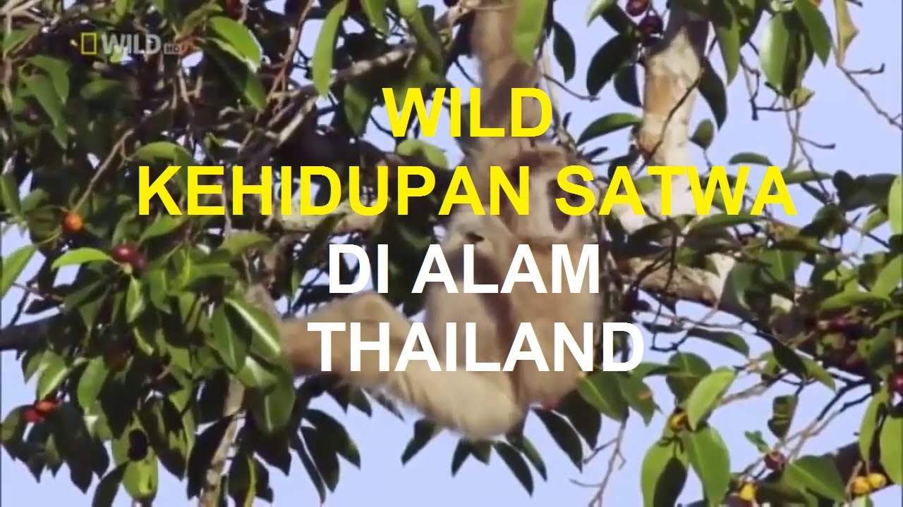 Best Wild Thailand l National Geographic l Subtitle Indonesia
