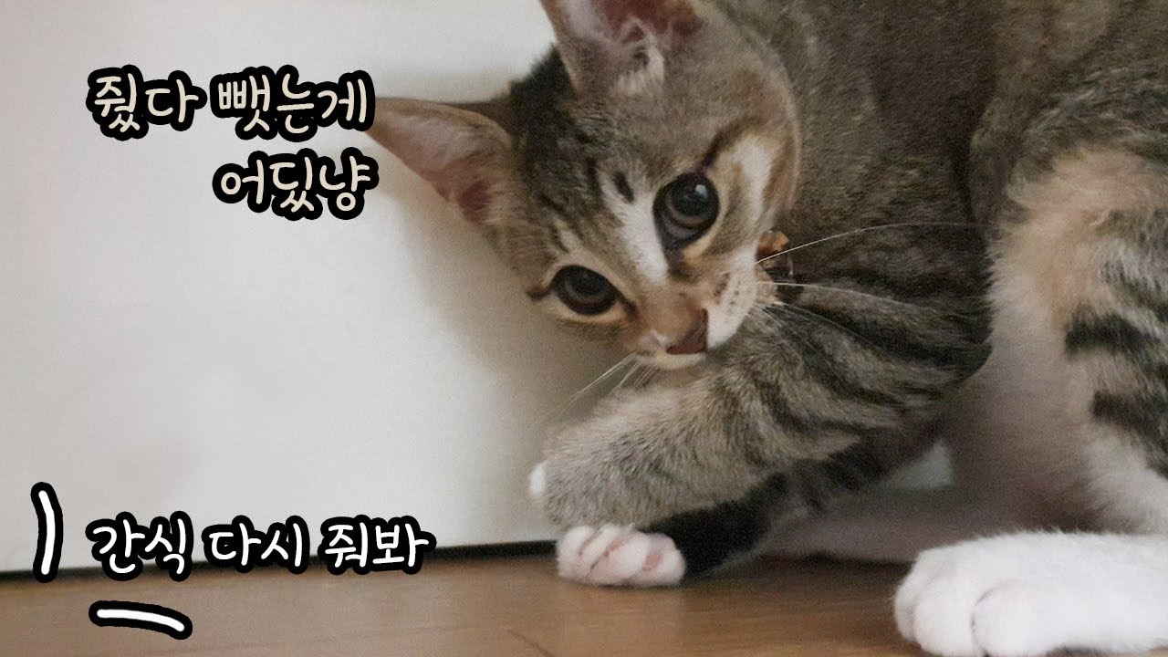고양이 간식을 빼앗아 보았다