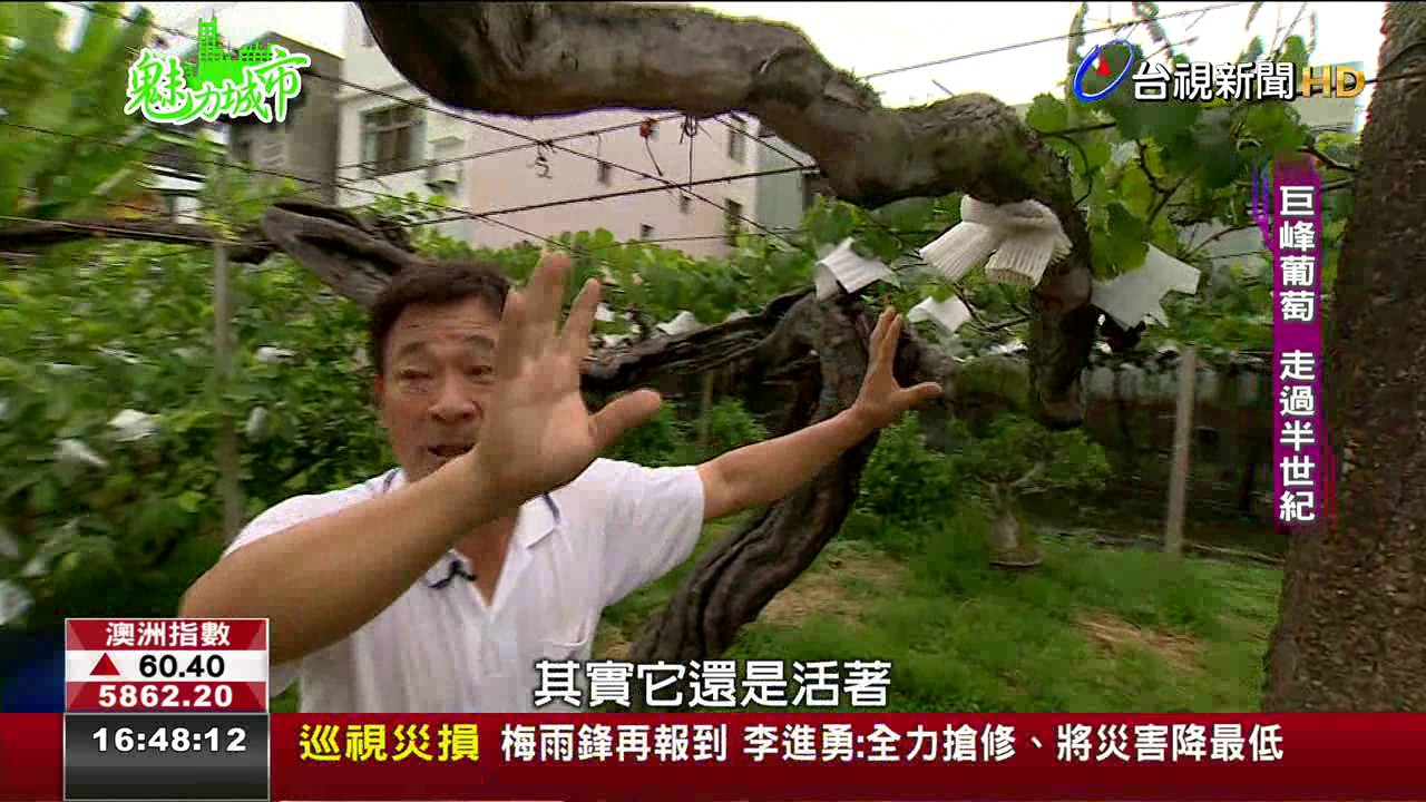 全台最老葡萄樹尋根彰化大村栽種53年