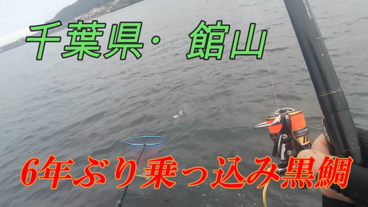 千葉県・館山、乗っ込み黒鯛６年ぶり復調！2024.4.7  黒鯛、カサゴ。浮きフカセ釣り。