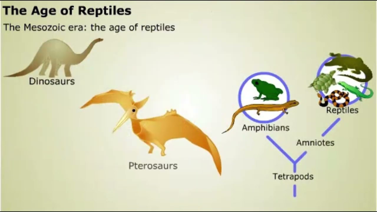 Tetrapoda