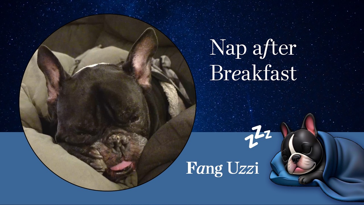 Dog Nap After Breakfast 🐾  Calm on a Cold Morning | Fang's Nap