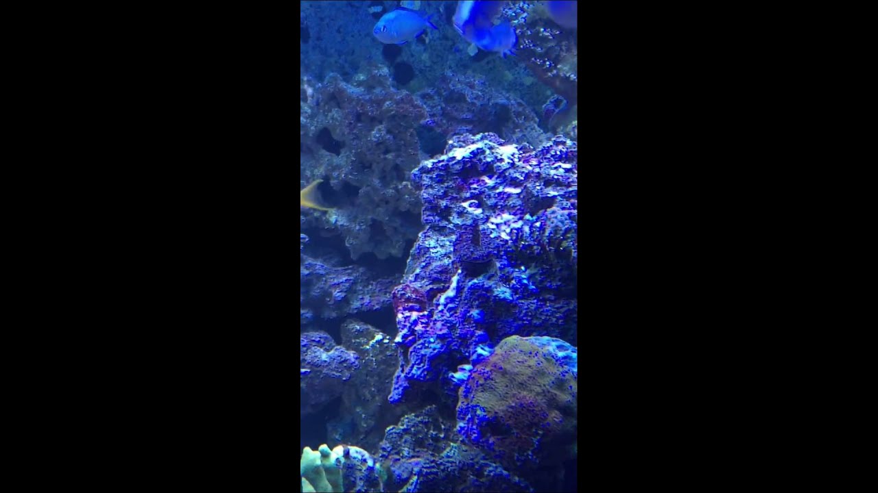 Gluing coral underwater
