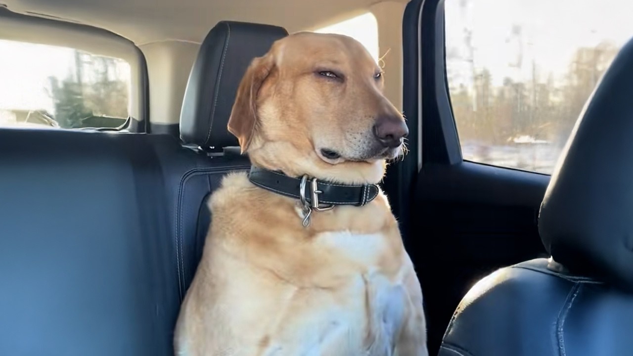 When God Sends You the Funniest Big Dog 😂 Funny Dog Videos 2026 1
