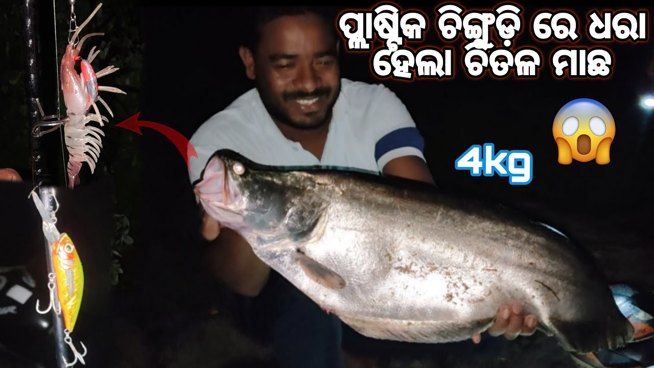 ଚିତଳ ମାଛ 🐟ଧରିବା ବହୁତ୍ ସହଜ😱!!ଚିତଳ ମାଛ କେମିତି ଧରନ୍ତି 🦐 ପ୍ଲାଷ୍ଟିକ ଚିଙ୍ଗୁଡ଼ି ରେ #bkgreatfishing