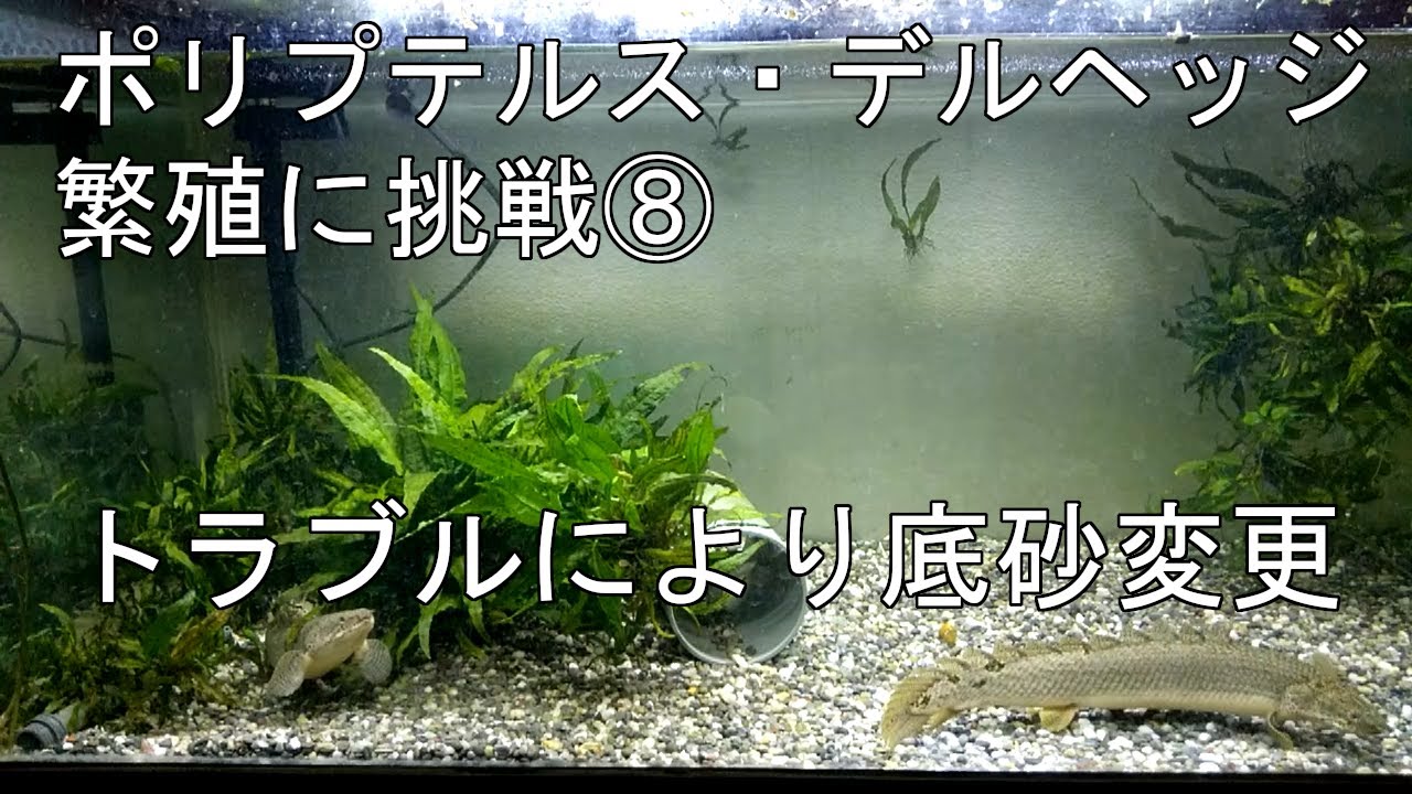 トラブルによりレイアウト変更：ポリプテルス・デルヘッジの繫殖に挑戦⑧