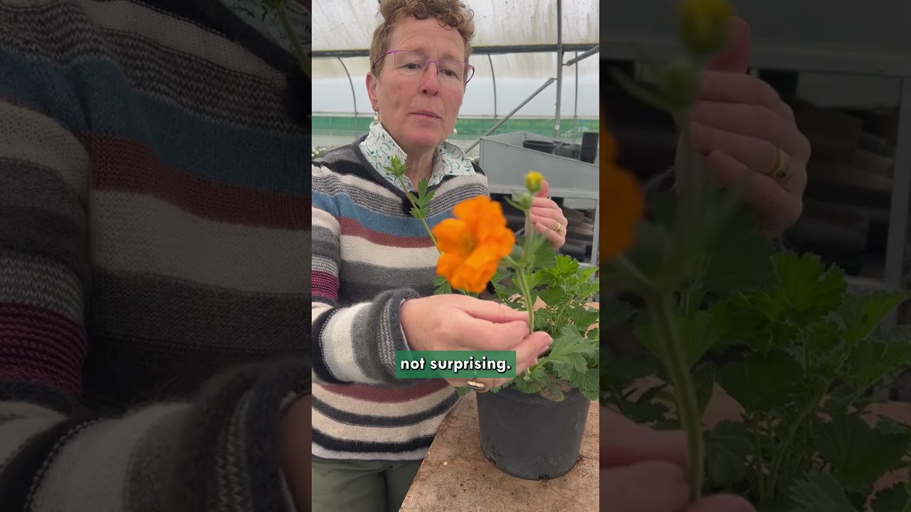Geum Mandarin (Zones 9 to 5) #plants #gardening