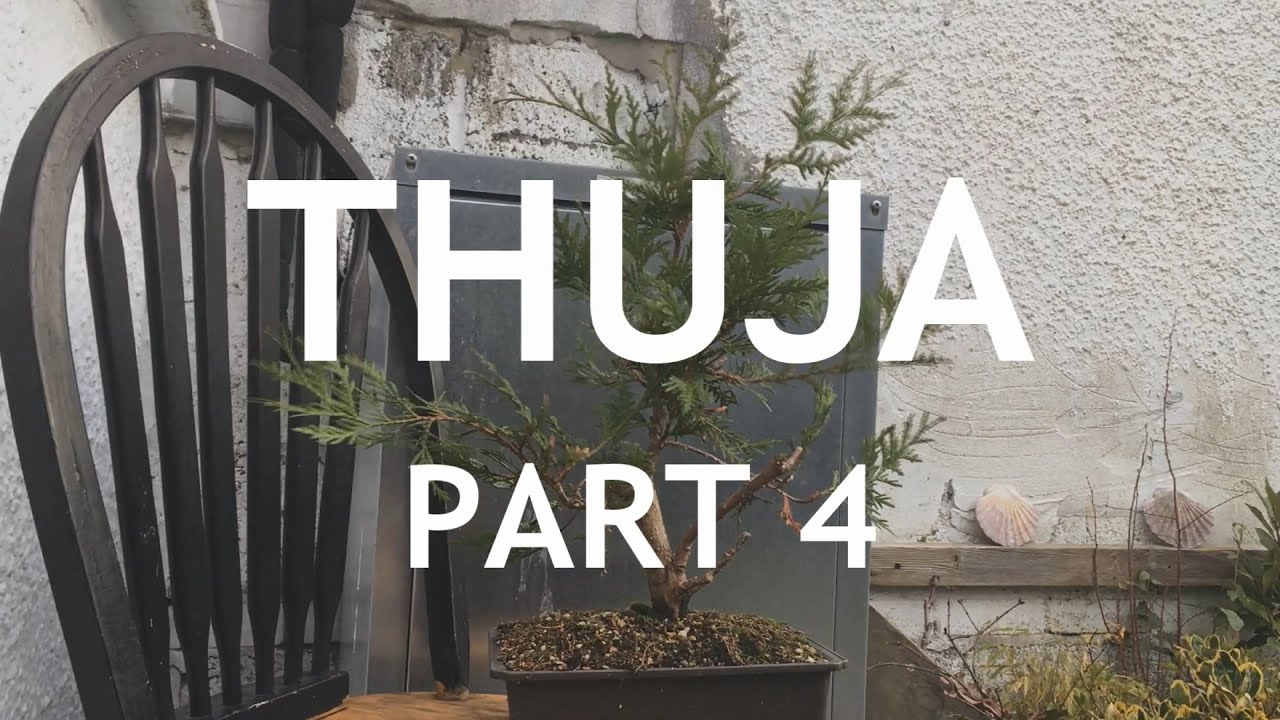 Thuja Bonsai, 4