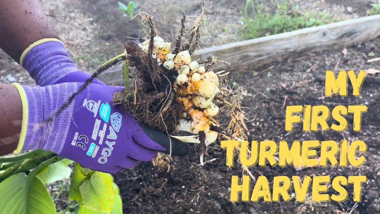 Мой первый урожай куркумы на приусадебном участке! 🌱 Чему я научился