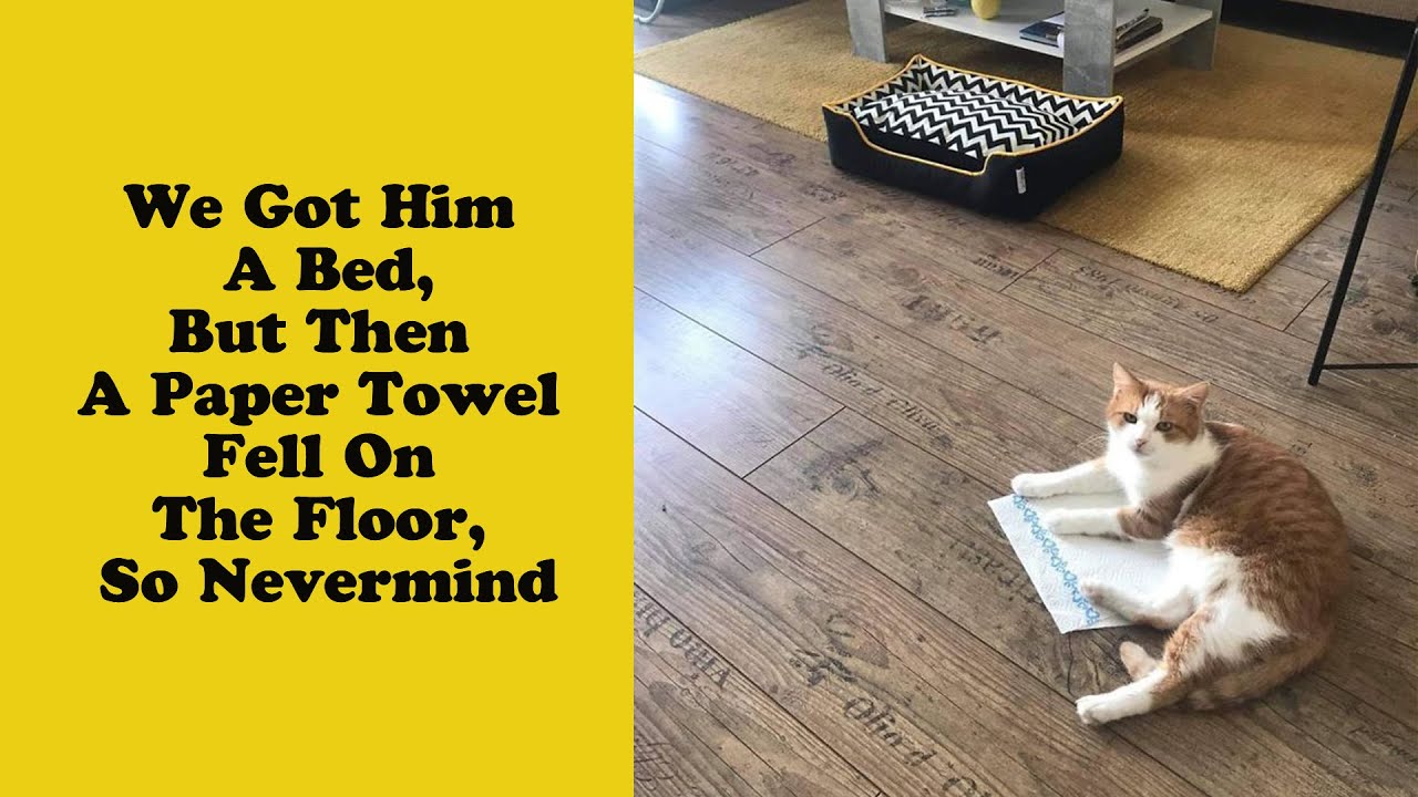50 Funny Examples Of Cat Beds And Cat Logic - Funny cat