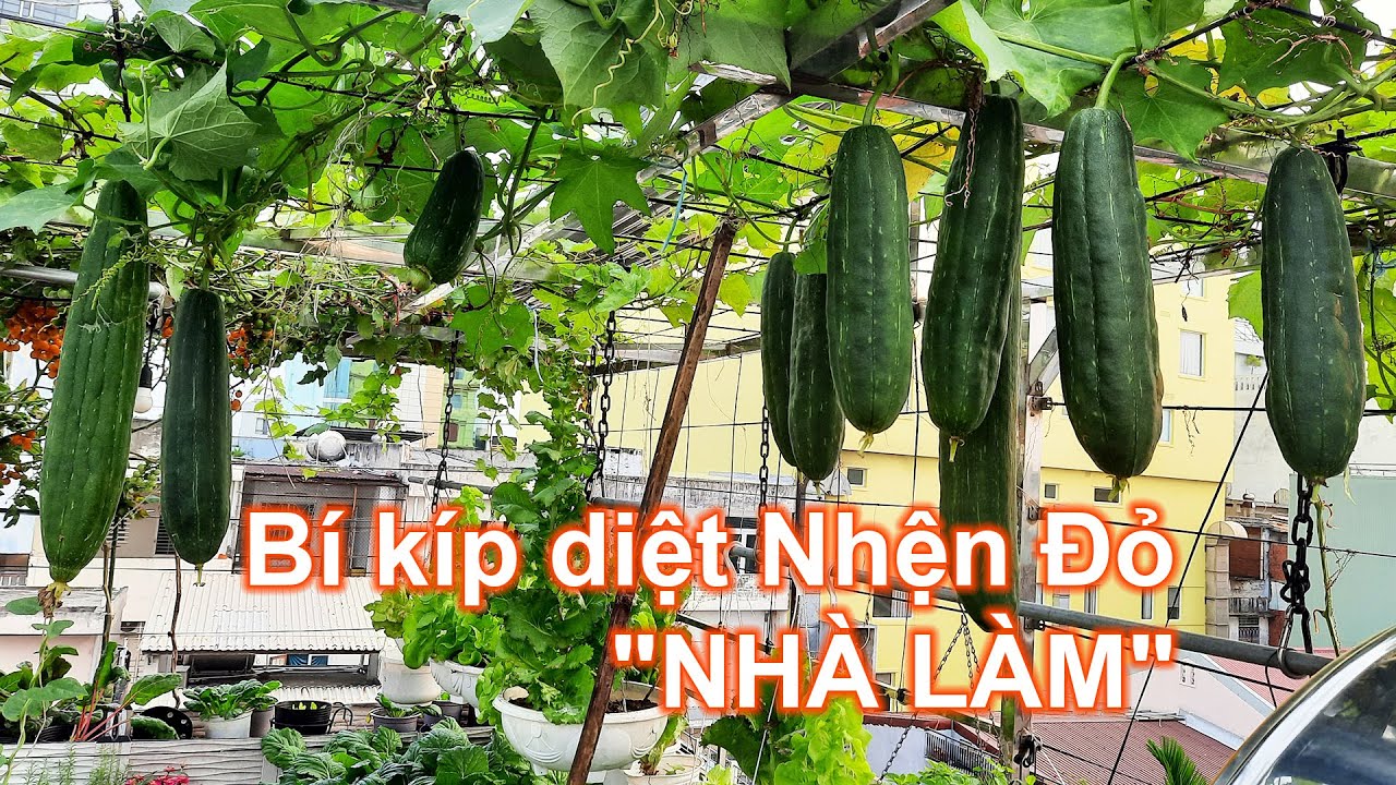 Bí kíp diệt sạch NHỆN ĐỎ trên sân thượng: An toàn và hiệu quả | LAN Garden #85