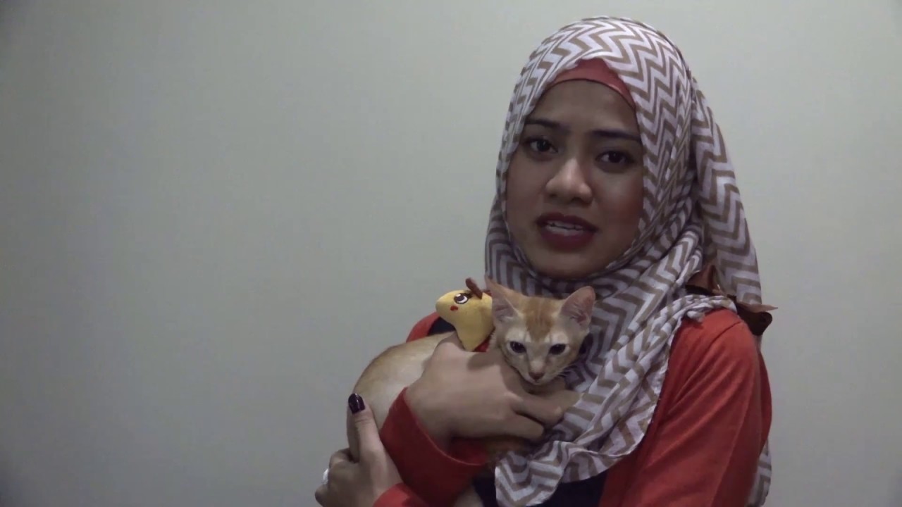 CWS x Education - Be a responsible cat owner!