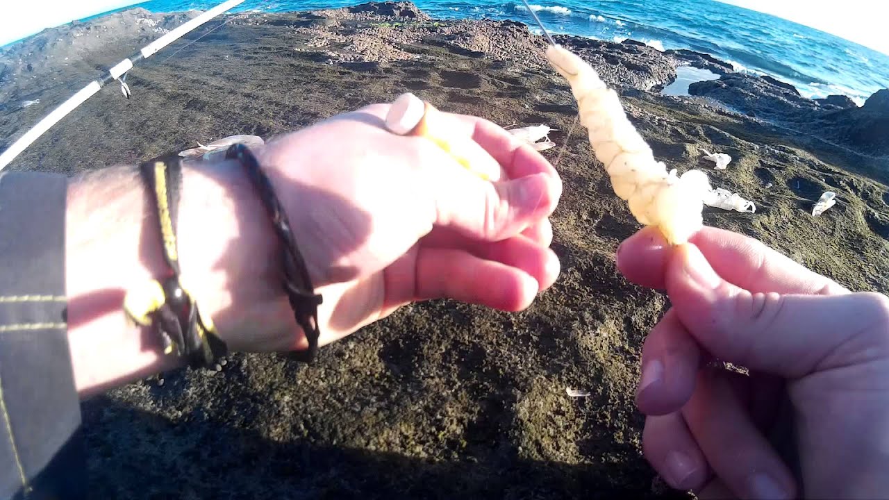 Poner langostino en el anzuelo