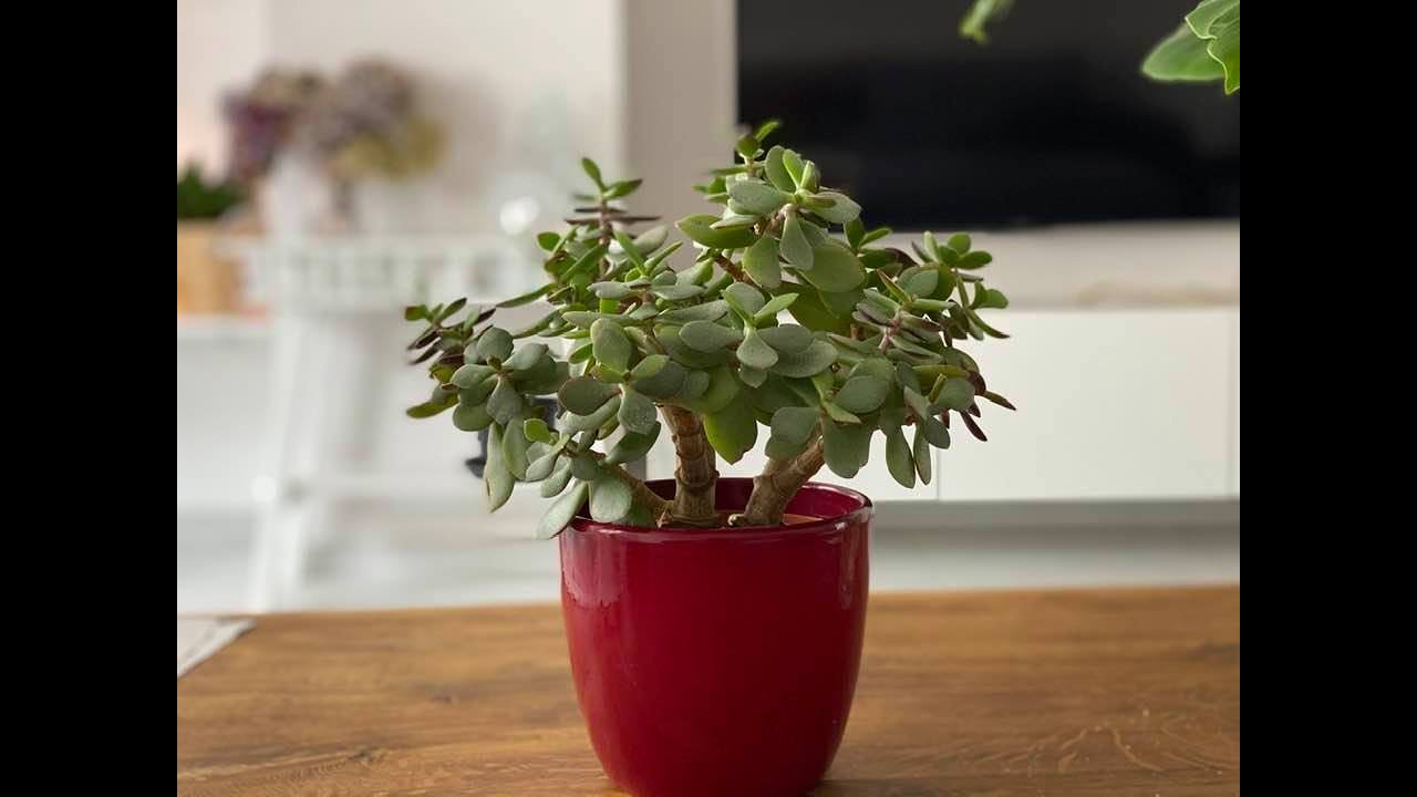 Podei raizes e copa da minha Jade, vem ver o que aconteceu depois de dois meses! #crassulaovata