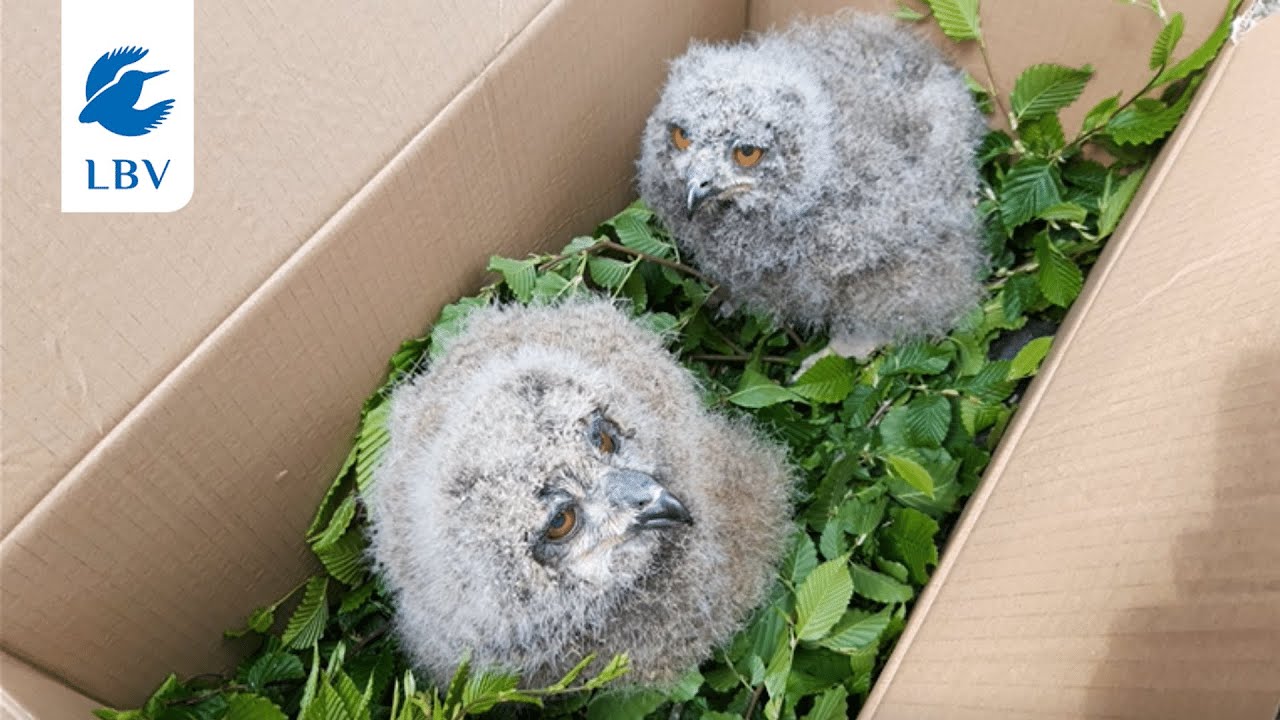 Vögel richtig transportieren: Käfig ist tabu, Karton die Lösung