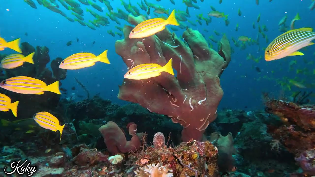 Lao Lao Reef & Batu Lima, Raja Ampat