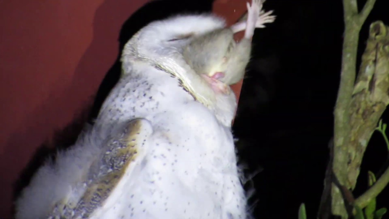Barn Owl Swallows a Huge Whole Rat