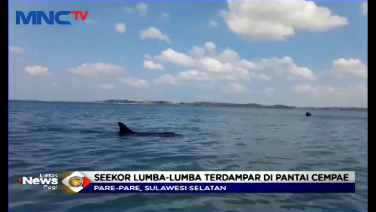 HEBOH! Ikan Lumba-lumba Muncul di Permukaan Pantai Cempae, Parepare - LIP 11/10